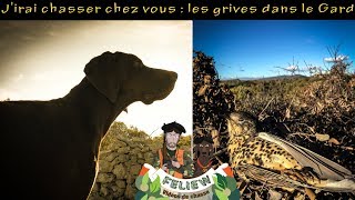 Jirai chasser chez vous  chasse aux grives perdu dans le Gard [upl. by Annaiv]