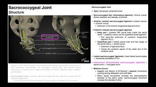 The Sacrococcygeal Joint amp Relevant Muscles Neural Structures [upl. by Damales]