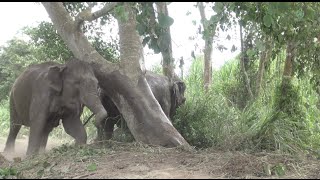 Elephants off their chain for the first time Full HD  ElephantNews [upl. by Obeng]