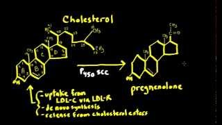 Schneid Guide to Steroid Hormone Synthesis Steroidogenesis [upl. by Ayom]