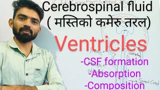 Cerebrospinal fluid  मस्तिको कमेरु तरल ventricles  गुहाये  जानो हिंदी में Anatomyampphysiology [upl. by Amle]