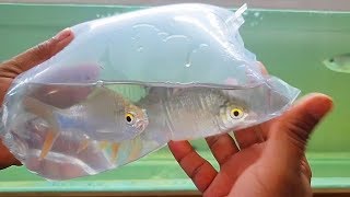 Arowana fish community tank  add New Fish Tinfoil Barb [upl. by Eiliah183]