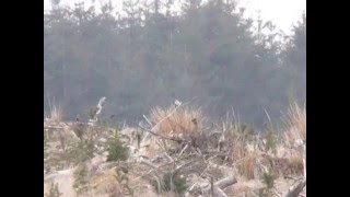 Great Grey Shrike — Harwood Forest [upl. by Rehpotsirc]