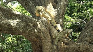 Conoce el santuario de las iguanas de la UNANManagua [upl. by Elbys346]