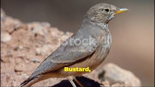 Precious birds in Pakistan desert and Thier survivalmental wellbeing [upl. by Gazo309]