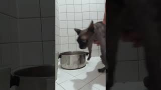 Tips 4 Bathing your Sphynx Cat sphynxlife sphynxexpert [upl. by Akiria]