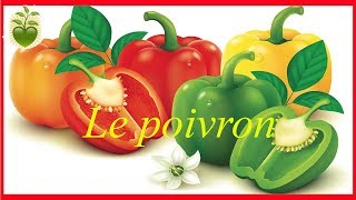 Le poivron de la saveur des couleurs et surtout une mine dantioxydants et vitamines [upl. by Arivle934]