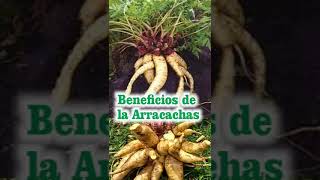 beneficios de la arracacha [upl. by Iem]