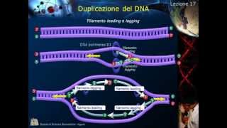 Citologia  Lezione 17 Duplicazione del DNA [upl. by Acireed851]