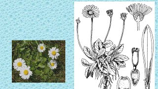 BELLIS PERENNIS  ΑΝΤΙΜΕΤΩΠΙΣΗ ΟΞΕΩΝ ΚΑΤΑΣΤΑΣΕΩΝ ΜΕ ΤΗΝ ΟΜΟΙΟΠΑΘΗΤΙΚΗ [upl. by Ameerak]