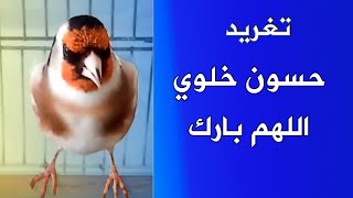 تغريد الحسون البري الخلوي أو الطبيعي chardonneret widani Jilguero widani  Goldfinch [upl. by Koffler707]