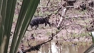 First Hunt of the Spring 2024Swamping with the Longbow [upl. by Centonze697]