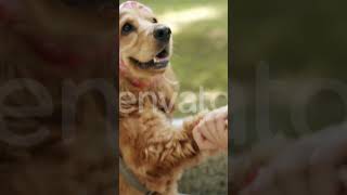 how to dog man funny videoupload YouTube dog man funnyvideo dog double Pani comparevideo short [upl. by Asaert]