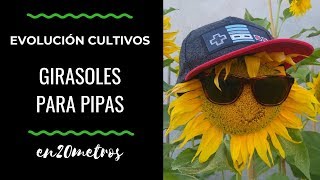 Evolución cultivos  Tremendos GIRASOLES para pipas 🌻  en20metros [upl. by Kcirb]