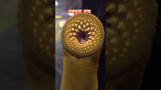 রক্তচুসা মাছ 😱 ।। lamprey fish short factbangla trending [upl. by Eustatius719]