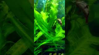 Real Aquatic Planted Tank Setup  Female Betta Fish  Pencil Tetra Fish  relaxingmusic fishlover [upl. by Marcin980]