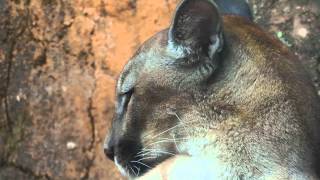 Puma concolor Cougar Deer Tiger Mountain Lion Puma Red Tiger Paramo de Chingaza [upl. by Orecul]