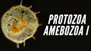 Protozoa IV  Amebozoa Taxonomia Amebas e Foraminíferos [upl. by Leirbaj881]