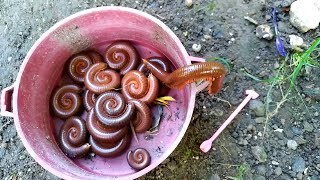 Panen Hewan KAKI SERIBU atau Luwing Giant millipede [upl. by Llemert785]