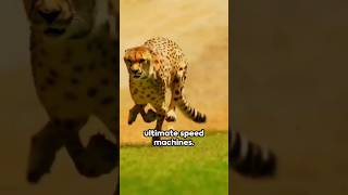 How Do Cheetahs Run So Fast  Fastest Animal In The World cheetah shorts animals wildlife [upl. by Carolynn225]