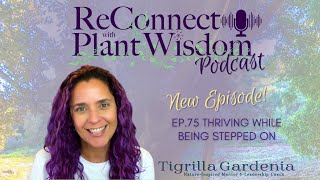 Ep75 Thriving While Being Stepped On  ReConnect with Plant Wisdom podcast [upl. by Yborian626]