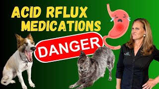 Natural Remedies for Acid Reflux in Dogs  Holistic Vet Tips [upl. by Mackoff898]