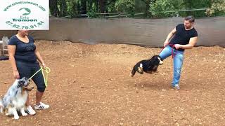 Comment apprendre à mon chien le « Bonjour »  Eric Tramson Educateur canin [upl. by Eudoca415]