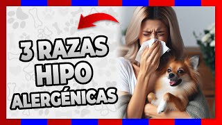 🔴 PERROS que SUELTAN POCO PELO 3 RAZAS de perros que NO SUELTAN PELO 🔴 [upl. by Vasya37]