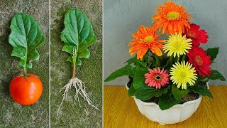 3color gerbera pots grown from leaves Method of growing gerbera with tomatoes [upl. by Ruosnam439]