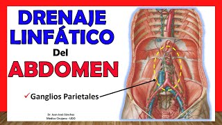 🥇 DRENAJE LINFÁTICO DEL ABDOMEN Ganglios Parietales ¡Fácil y Sencillo [upl. by Nabru]