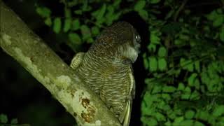 Mottled WoodOwl Calling [upl. by Nylyak2]