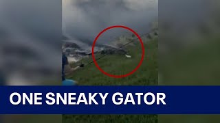 Alligator charges from water to steal Florida boys fish in viral sneak attack [upl. by Hehre]