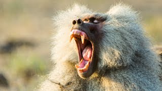 Baboon Troops Clash Over Territory  Life  BBC Earth [upl. by Christenson]