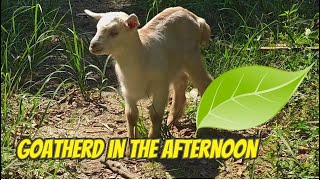 Panorama of goat herding in the afternoon in the garden [upl. by Sixla]