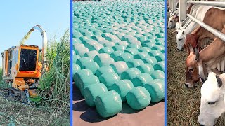 How to Grow King Grass to Fast harvest  King Grass Processing to Make Grass Silage for Cow Food [upl. by Lybis]