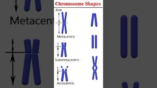 Chromosome shapes cytogenetics [upl. by Suoivatram]