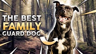 STAFFORDSHIRE BULL TERRIER The Best Family Guard Dog [upl. by Halonna736]