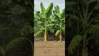 Banana plants  Fungicides Spraying banana fruit farming bananafarming satisfying shorts [upl. by Tirb]