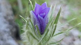 20240930 LJUBLJANA Botanični vrt Tracheophytes Pulsatilla grandis VELIKONOČNICA [upl. by Olcott]