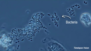 Immune Cells Eating Bacteria Phagocytosis [upl. by Lowrance308]