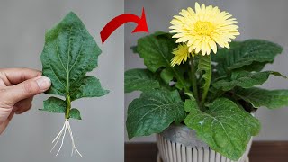 Tips For Planting Gerbera Leaves 100 Success [upl. by Akiret179]