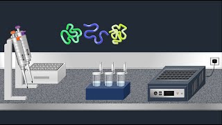 SDSPAGE Sodium Dodecyl Sulfate–PolyAcrylamide Gel Electrophoresis–Animation [upl. by Alexei]