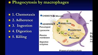 Procesi me anë të cilit mikroorganizmat e fagocituar janë vrare [upl. by Dimmick58]