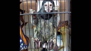 Marmoset monkeys in a pet store in Osaka [upl. by Otreblanauj]