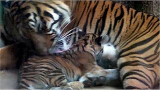 ENDANGEREDThe last Indonesian TigerSumatran Tiger Cubs born at Zoo PraguePolar BearsAmur Leopard [upl. by Nomae797]