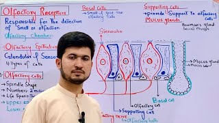 Olfaction or Olfactory receptor structure and function class 12 MDCAT Biology Mucus Gland [upl. by Noremmac95]