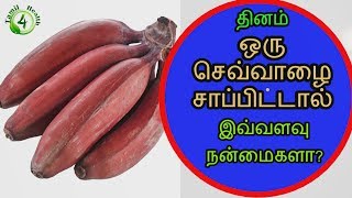 தினம் ஒரு செவ்வாழை சாப்பிட்டால் benefits of red banana in tamil [upl. by Neelon]