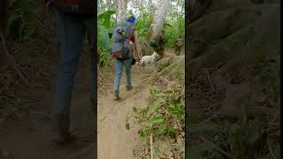 5 days trekking across the Darien Gap with my dog hiking migrants shorts [upl. by Llerrad801]