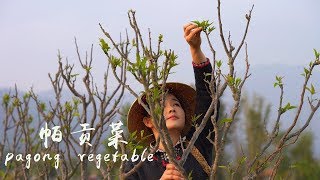 把春天吃进肚子里——帕贡菜【滇西小哥】 [upl. by Lorri]