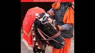 गौमाता के चमत्कार की रुला देने वाली सच्ची घटना😭 sanatanbharatdesh shorts gaumata shrikrishna [upl. by Eissalc276]